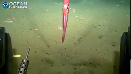 Launch for today's #Okeanos dive is delayed (time TBD), but we ARE diving, heading to a depth of 1,000 meters (3,280 feet) on Mendocino Flats. While the focus of the dive will be testing and shaking down the ROVs, that doesn't mean we won't see some cool geology and biology...like this strawberry squid seen during our first dive on Saturday! Tune in: https://oceanexplorer.noaa.gov/okeanos/explorations/express/ex2301/welcome.html | NOAA Ocean Exploration