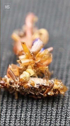 'Bone collector' caterpillar wears dead insect body parts as disguise🐛🕷️