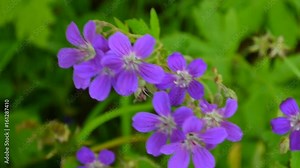 Wild Cranesbill. Geranium pratense close up footage shooting static camera.