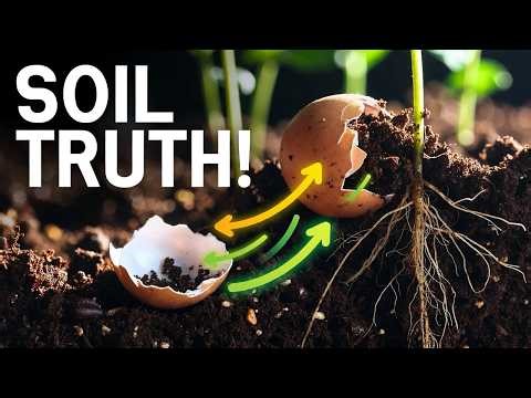 I Finally Looked Into What Eggshells and Coffee Grounds Actually Do To Soil