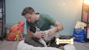 Today on Lucky Dog, Eric uses special hand signals to prepare three different dogs for their new forever families! Check your local CBS listings for air times near you. | Lucky Dog