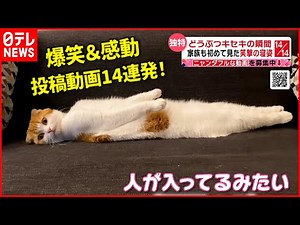 【投稿動画】笑い＆驚き＆感動！視聴者から届いた動画１４連発『every.特集』