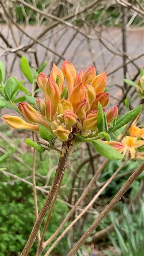 One of the best native Spring blooming shrubs is the Flame Azalea. Gorgeous delicate flower blooms.