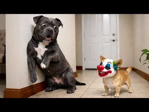 Funniest Dog and Cat Reactions 😱 Best Funny Pet Moments 2026