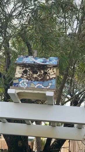 Beehive relocation! Want reliable service at an affordable price? Just call Jae!! 561-318-0780 | Jae Reliable LLC