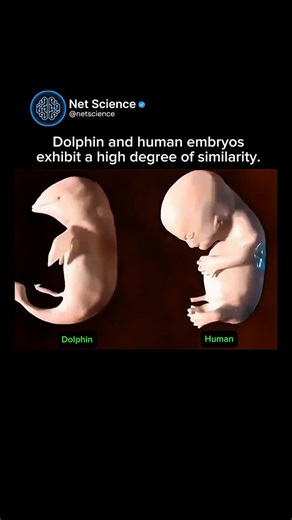 Net Science | Human and dolphin embryos are similar in early stages because both species share a common evolutionary ancestor as vertebrates. During... | Instagram