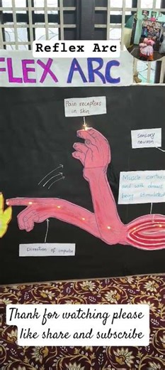 Reflex Arc science project class 10#science #biology #spinalcord#shots