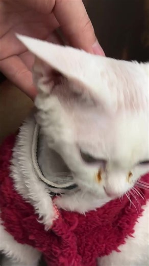 Stop cleaning your cat’s eyes with your hand or a tissue, it will be harmful to your cats, try this eye cleaning cotton swabs, it is over 892K people’s common choice on Amazon.#cathealth #catsoftiktok #catlovers #tiktokmademebuyit #catmoms