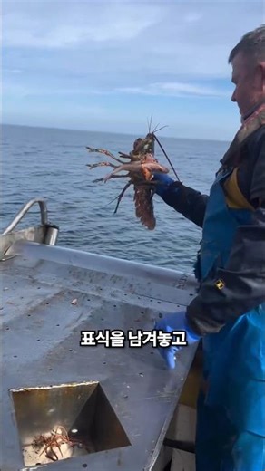 어부가 랍스터에게 개평을 주고 방생하는 이유
