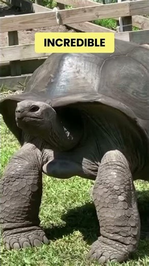 Have You Seen a Giant Tortoise Shell This Smooth?