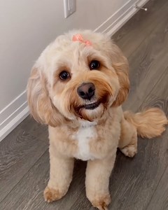 This guy is the best dad to his cockapoo 😅🐶 | STUDENTbible