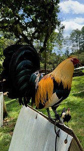 La Escondida Coban Guatemala Belteton on Reels