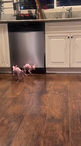 Just some pale string beans! 🐔 | Furry Tails