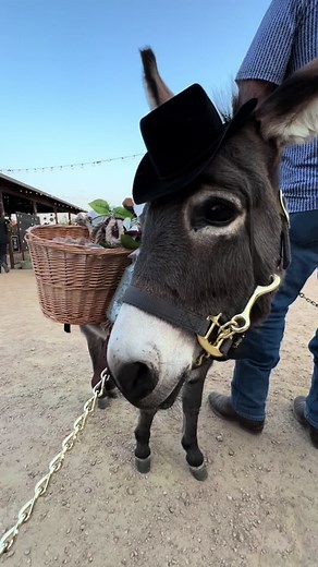 Texas Wedding Inspiration with Beer Burros and Mini Donkeys