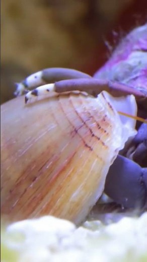 Dive Into the Fascinating World of Blue-Legged Hermit Crabs! 🦀🌊 #brstv