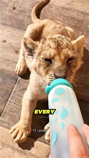 He Saved a Lion Cub... Then This Happened 🦁😍