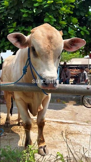 real cow moo sound in the middle of the barn #cows #animalsouds #animals #cow # #goat #ASMRCOW