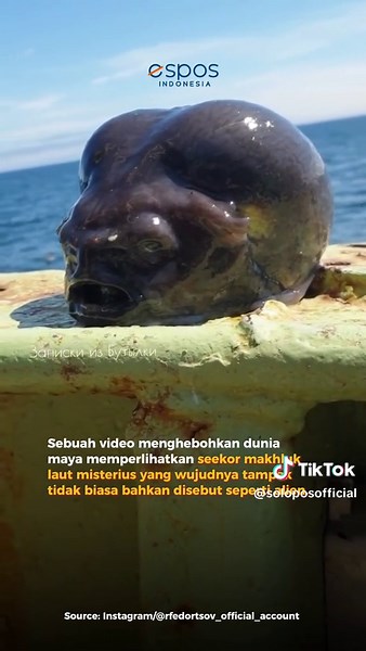 Heboh! Nelayan Rusia Temukan Ikan Berbentuk Alien, Ini Faktanya Sebuah video menghebohkan dunia maya memperlihatkan seekor makhluk laut misterius yang wujudnya tampak tidak biasa bahkan disebut seperti alien. Video tersebut pertama kali diunggah oleh akun Instagram @rfedortsov_official_account yang merupakan seorang nelayan asal Rusia. Faktanya, makhluk aneh tersebut adalah seekor ikan yang bernama smooth lumpfish atau lumpsucker. #viral #viraltiktokvideo #viraltiktok #newsupdate #viralnews #vir