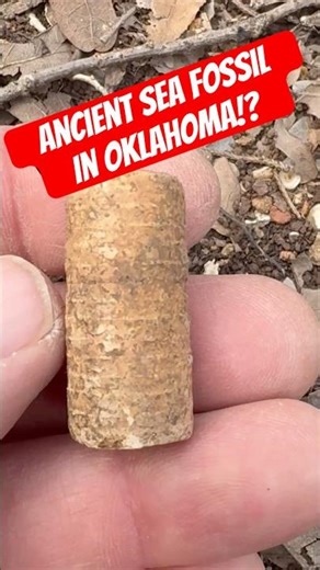 300 Million Year Old Fossil Found in the Arbuckle Mtns #shorts #fossil #paleontology