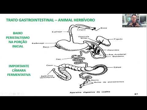 Nutrição e alimentação dos coelhos - 2: FISIOLOGIA DIGESTIVA E CECOTROFIA #rabbitbreeding #rabbit