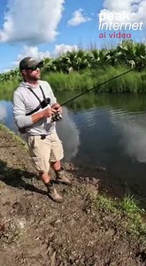 Fisherman Narrowly Escapes As Alligator Launches Out of Canal in Sudden Ambush Everglades, Florida — A peaceful fishing trip nearly turned deadly when a massive alligator exploded out of a shallow Everglades canal and snapped its jaws inches from a fisherman’s face, an encounter wildlife officials say showcases one of the species’ most dangerous attack behaviors. Video captured by a friend shows the man casually working his lure along the water’s edge when the still surface suddenly detonates up