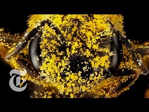 How Bees Freshen Up | ScienceTake | The New York Times