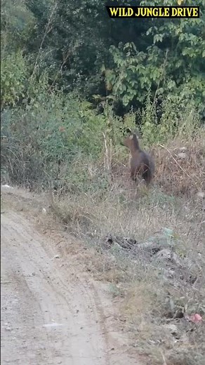 Tiger Sighting | Tiger Spotted in jim corbett national park | Tiger | Tiger video | tiger ki video