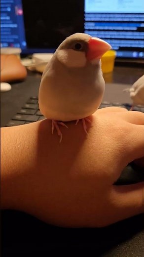 Java finch hanging out