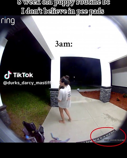 Essential Puppy Care Routine for New Dog Owners