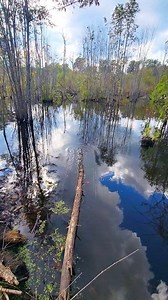 Beaver Dam Swamp 2.0 Is Looking Ridiculous Again! 😅 #beaverdamremoval #beaverdam #beavers #farmlife #water #terrellspivey #fypシ゚ #foryoupageシ #foryou #viralvideo #viralFBvideo #FBVIDEO #fb #viralfb #viralreelsシ #fbreels | Terrell Spivey