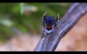 453K views · 3.7K shares | These Amazing Spiders Love To Put On A Show | Seeker by The Verge | Facebook