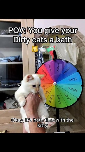 I’m giving my kitties a bath weekly because it keeps our house and them way cleaner 👍🧼 #cats #pov #catbath #bath #kittens #reels | Jackson Marz