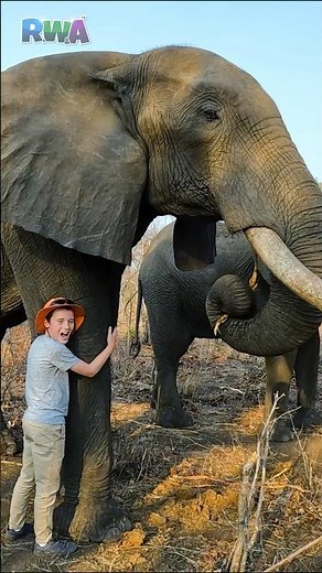 Boy hugs bull elephant 😱.. what could go wrong??