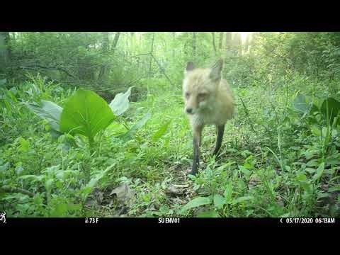 Pandemic trail cam time lapse