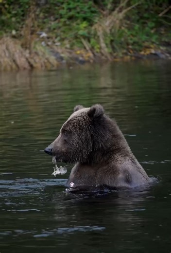 Black bear encounter in Virginia | Rare wildlife sighting
