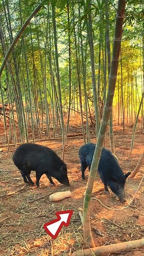 657K views · 2.7K reactions | Best Quick Powerful Wild Pig Trap Make By Wood Tools and big hole #sh..._073 #BirdWatching #BirdsOfInstagram #animals #CanonR5 #wildlife #CanonPhotography #BirdPhotography #animalphotography #animalcare #Osprey #OspreyPhotography #WildlifeLovers #NaturePhotography #WildlifePhotography #BirdsInFlight | Jennifer Lawrencee | Facebook