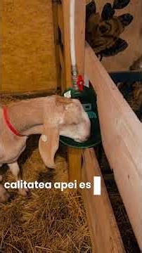 Secretul producției de lapte? Nu e doar fânul!