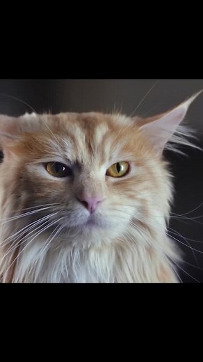 Be more dog. #bemoredog #advertising #cats #cat #dog #dogs #habitmedia#marketing #greatads