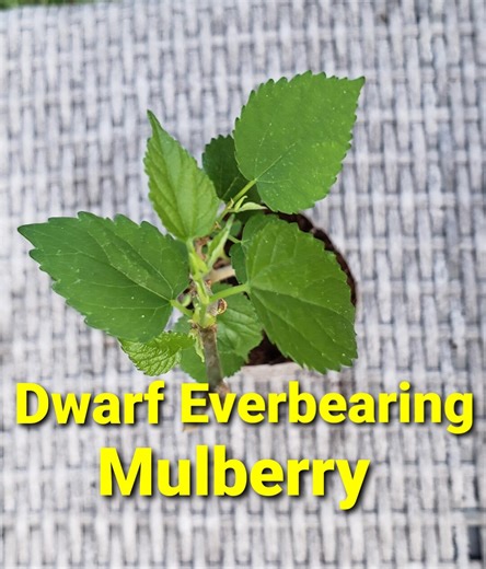 Dwarf Everbearing Mulberry Morus Nigra Tree Seedling 10”-12” Organic Plant - Etsy