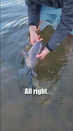 Doubled UP On Blue Catfish - Swap To Circle Hooks For More Healthy Releases: FATKAT Sustainable Rig