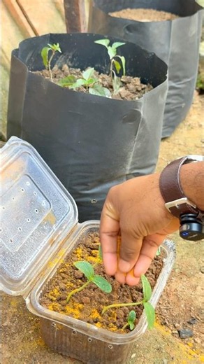 Using turmeric as anti fungal #gardening #gardendelight #biofertilizer #farming
