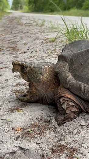 1.7K views · 47 reactions | The odds of roadcruising an ALLIGATOR...