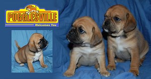 GENERAL PUGGLE BREED INFORMATION - PUGGLESVILLE