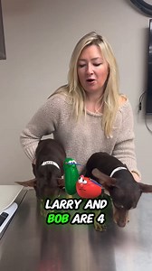 9.5K views · 73 reactions | These adorable buddies are looking for...