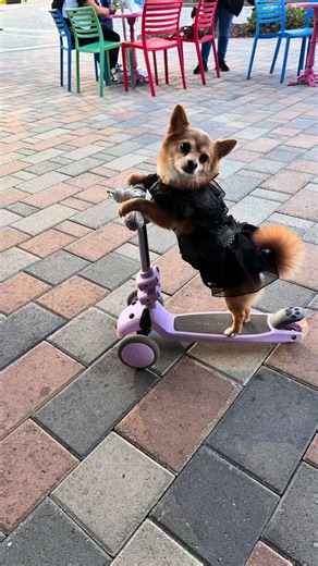 Scoot on over to CityPlace Doral to sip, stroll, and shop the season away at our Holiday Market on the Boulevard! 🎁✨ Join us and Florida Marketplace Group for two magical weekends filled with handmade treasures and local artisan charm. 🌟 Event Dates: 📅 Friday, Dec 12 & Saturday, Dec 13 | 4–10 PM 📅 Friday, Dec 19 & Saturday, Dec 20 | 4–10 PM 🛍️ Shop unique, handmade holiday items from local artisans 🎄 Find festive gifts you won’t see anywhere else 📸 Snap fun pics with our holiday decor 🎥: