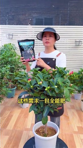 Did you know that camellias are very greedy? Feeding them eggs definitely won't work. #FlowersAnd...