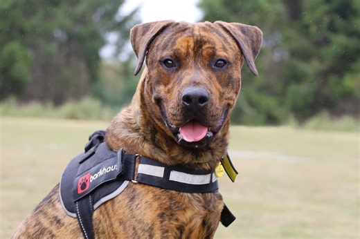 Leeds rescue dog celebrates seven months in forever home thanks to charity support