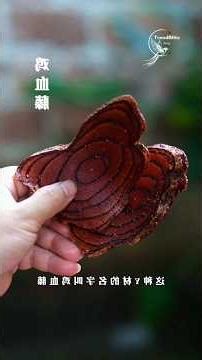 Handmade Chicken Blood Vine Paste 🍵 Traditional Herbal Wellness Crafted Over Wood Fire