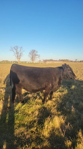 Selling January 3rd at the North Dakota Angus Select Sale in Mandan, ND! RFA B Pride 406 Reg#20970826 This bred heifer by Sitz Incentive is a maternal gem and a brood cow in the making! Big time potential! Due 1/20/2026 to the popular Baldridge Grindstone | Reese Family Angus