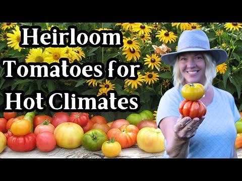 Top 10 Heirloom Tomato Varieties I Plant for my Hot Climate